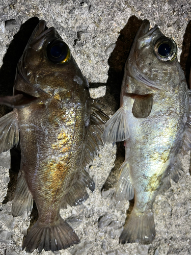 メバルの釣果