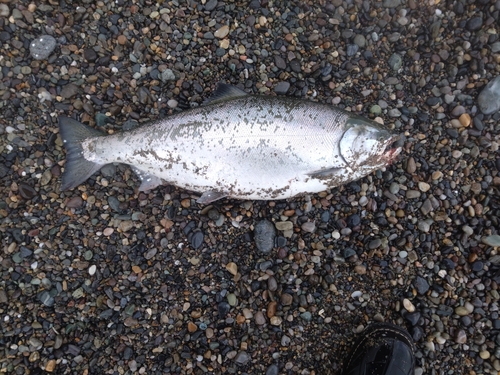 サクラマスの釣果