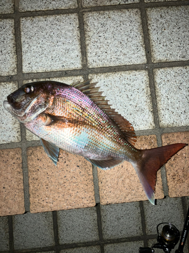 マダイの釣果