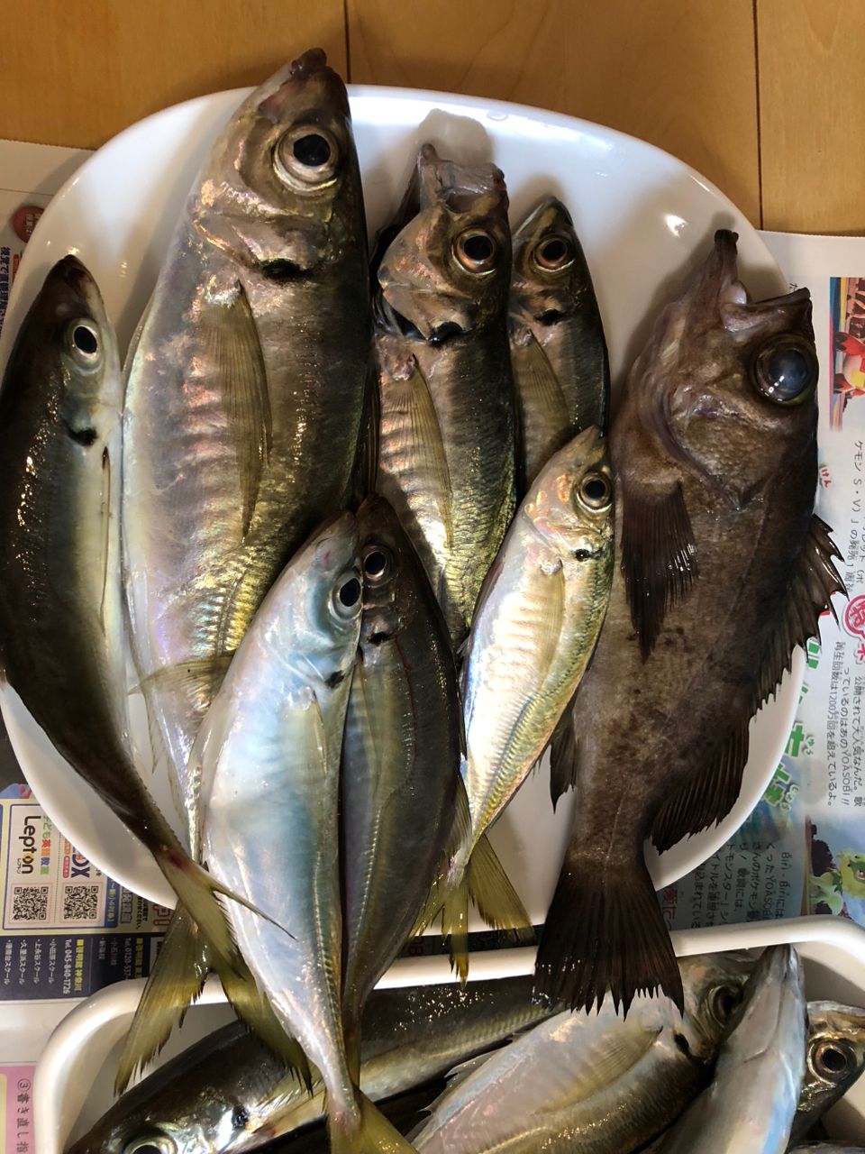 カサゴ大好きにゃさんの釣果 2枚目の画像