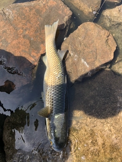 メナダの釣果