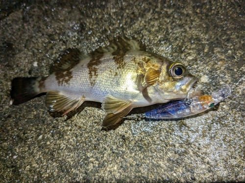 メバルの釣果