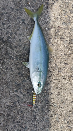 ツバスの釣果