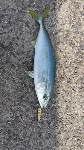 ツバスの釣果