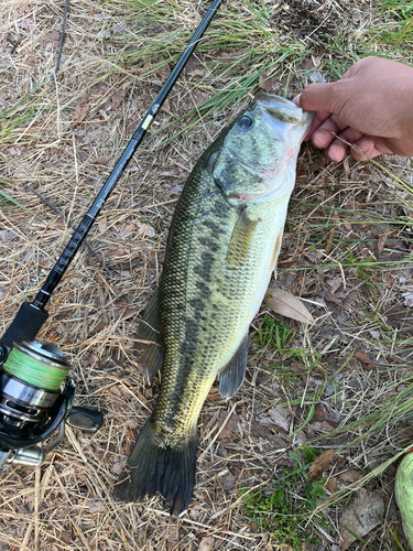 ブラックバスの釣果