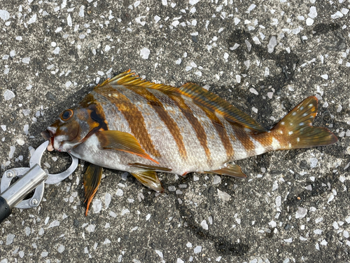 タカノハダイの釣果