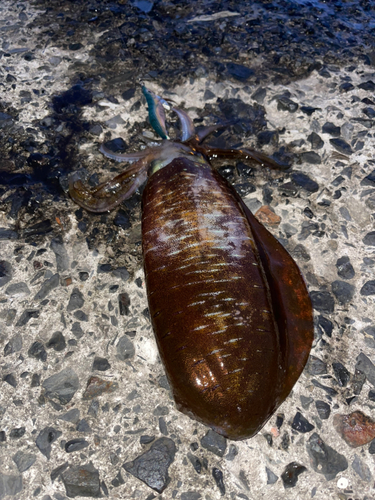 アオリイカの釣果