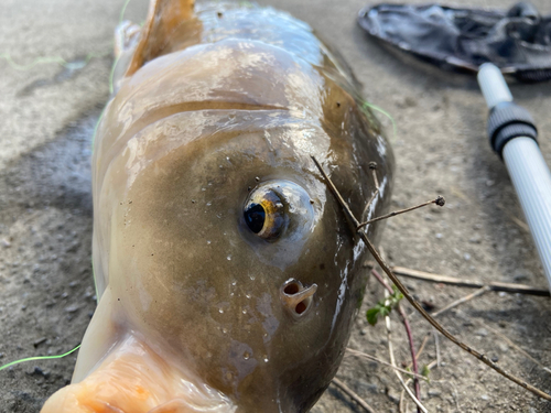 コイの釣果