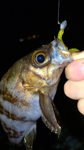 メバルの釣果