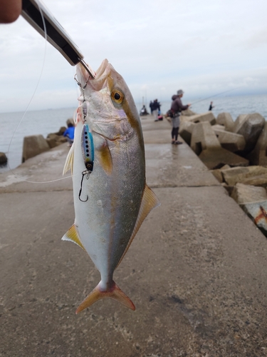 ショゴの釣果