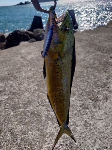 シイラの釣果