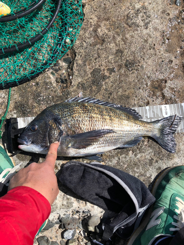 クロダイの釣果