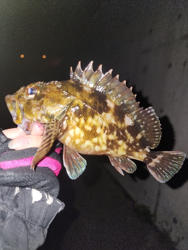 カサゴの釣果