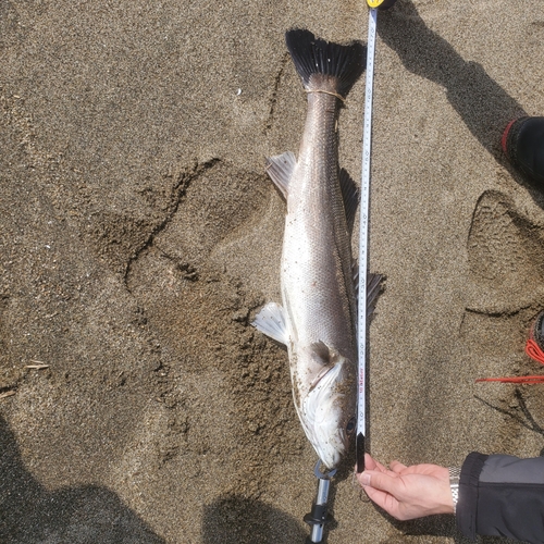 スズキの釣果