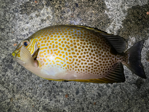 カーエーの釣果