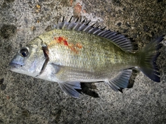 ミナミクロダイの釣果