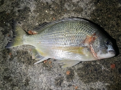 オキナワキチヌの釣果