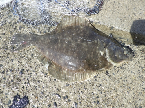 カレイの釣果