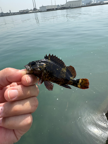 クロソイの釣果