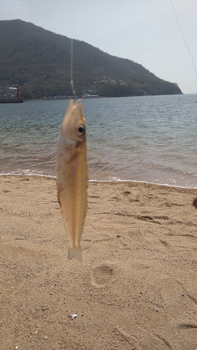 キスの釣果