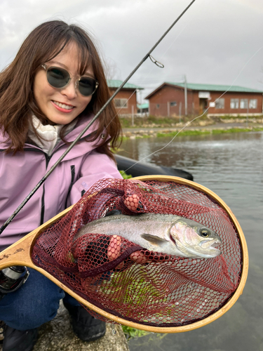 ニジマスの釣果