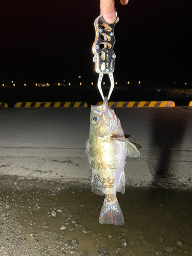 アカメバルの釣果