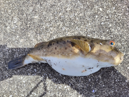 クサフグの釣果