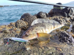 ホッケの釣果