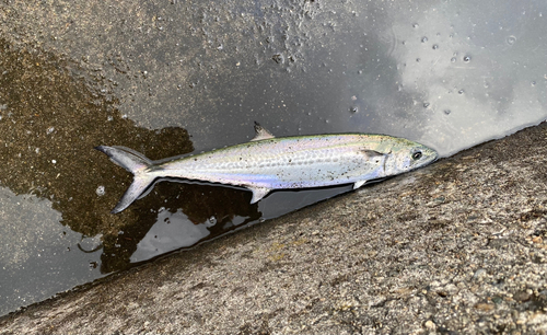 サゴシの釣果