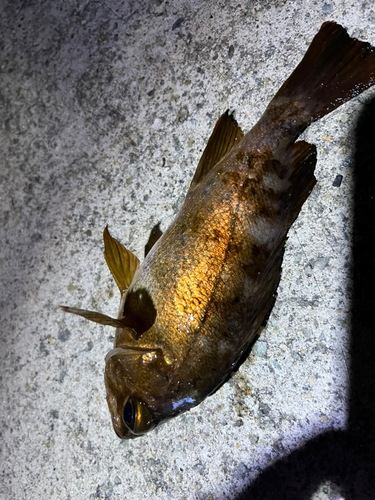 メバルの釣果