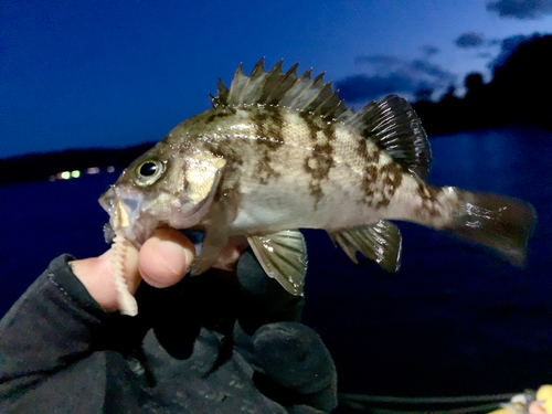 メバルの釣果