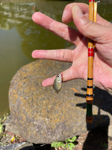 モツゴの釣果