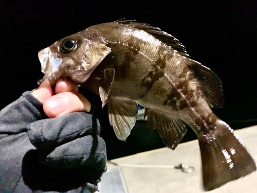 メバルの釣果