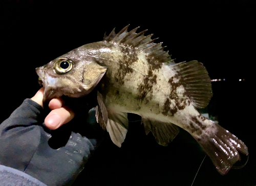 メバルの釣果