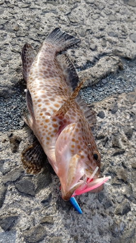 オオモンハタの釣果