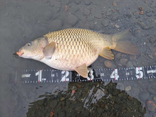 コイの釣果