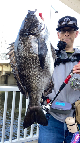 チヌの釣果