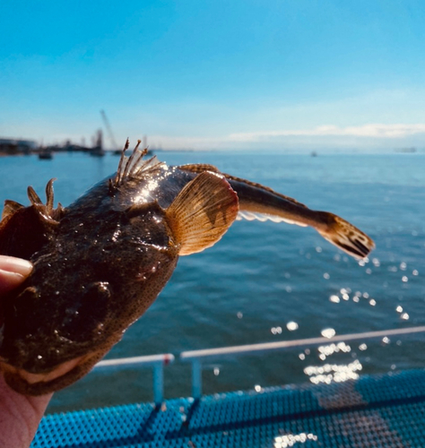 マゴチの釣果