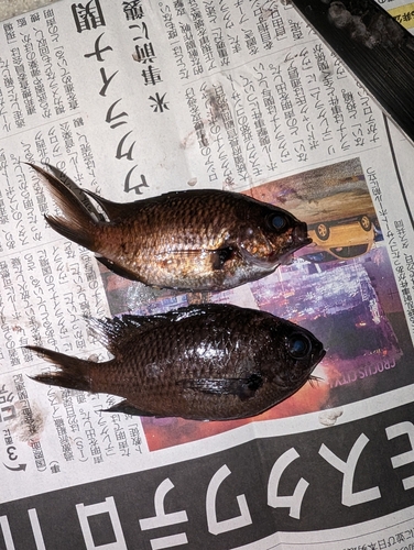 スズメダイの釣果