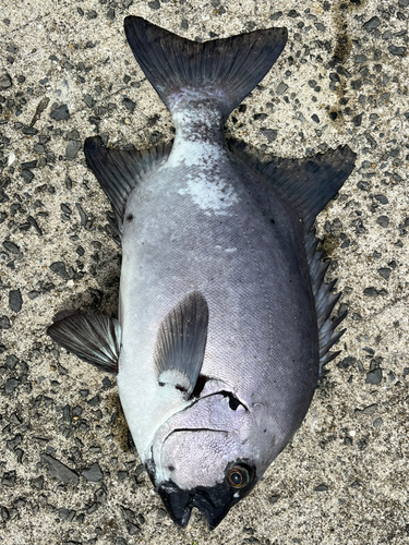 イシダイの釣果