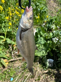 マルタウグイの釣果