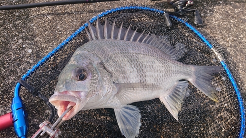 キビレの釣果