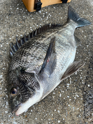 クロダイの釣果