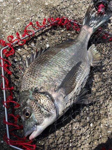 クロダイの釣果