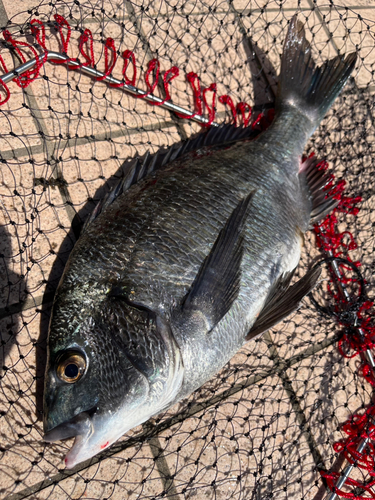 クロダイの釣果