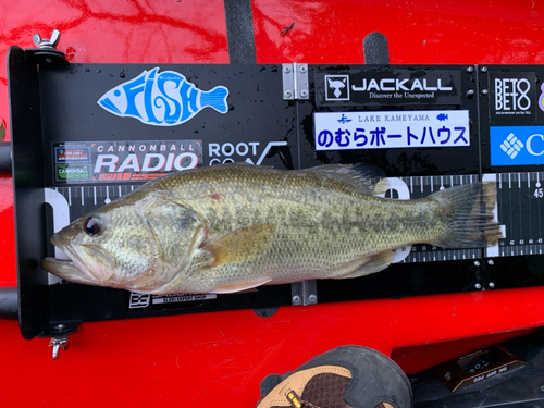 ブラックバスの釣果