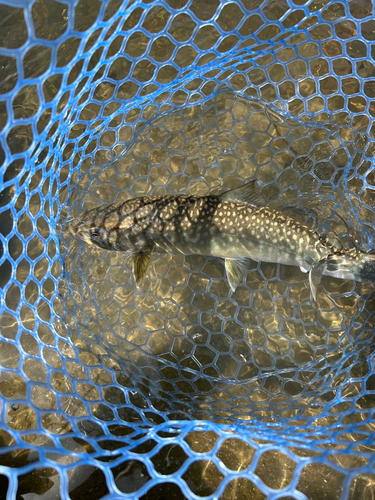 イワナの釣果