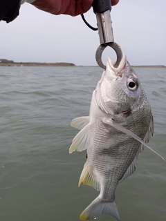 キビレの釣果