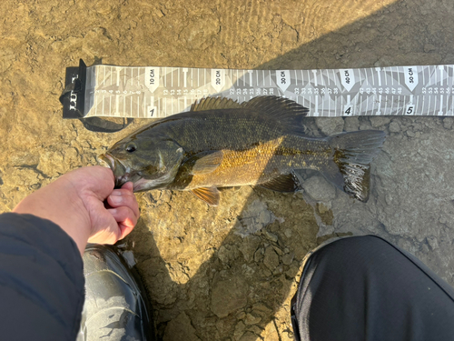 スモールマウスバスの釣果