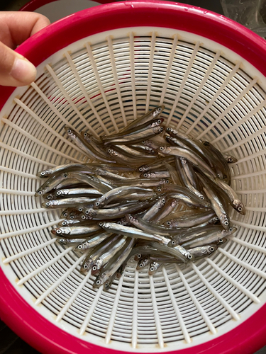 チアユの釣果